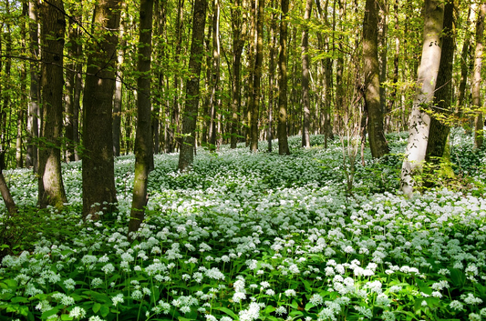 How to Sow Wild Garlic Bulbs