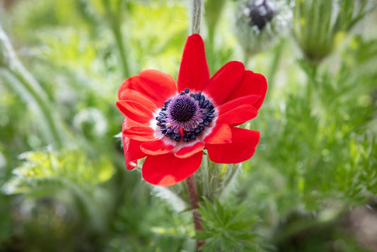 Anemone Coronaria Hollandia