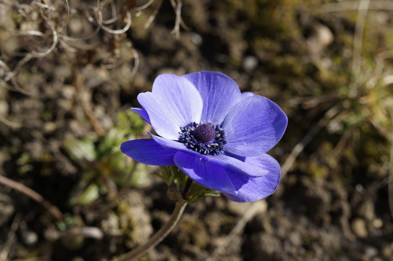 Anemone Coronaria "Mr Fokker"