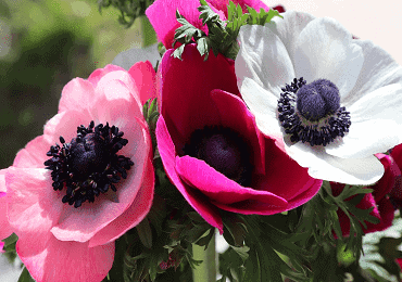 Anemone Coronaria St Brigid Mixed