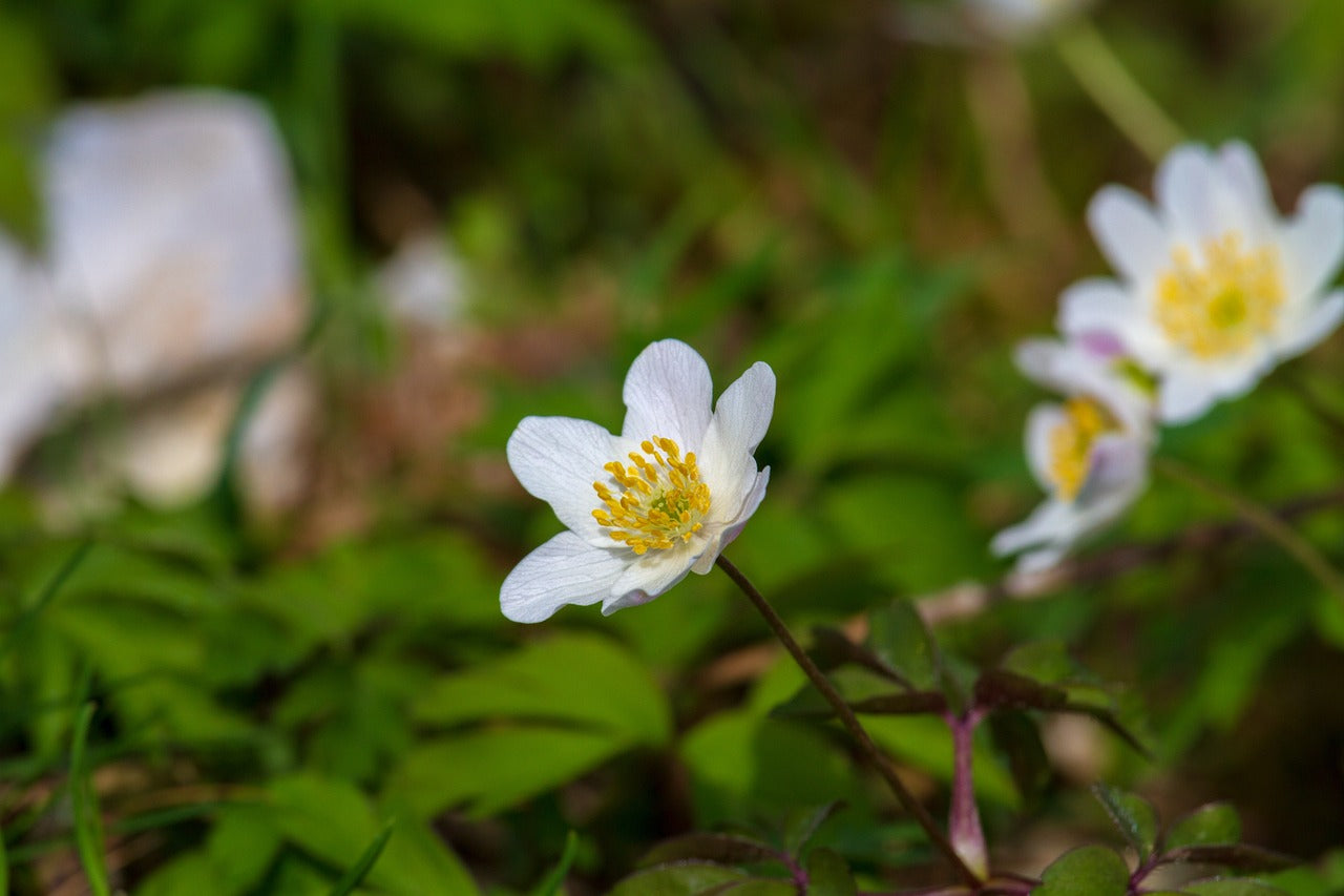 Anemone Coronaria "The Bride"