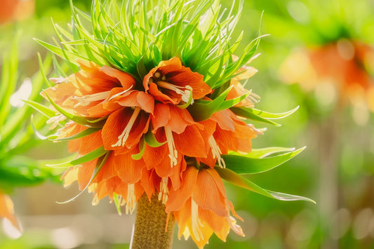 Aurora Imperialis Fritillaria Bulbs