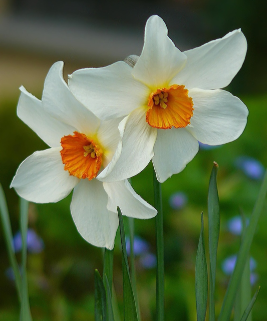 Daffodil (Miniature) Baby Moon