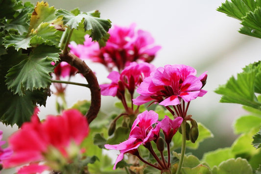 Begonia Double Pink