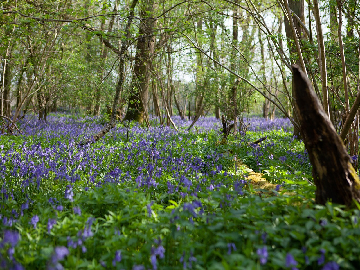 English Bluebell - Woodland Grown (Scilla non-Scripta)