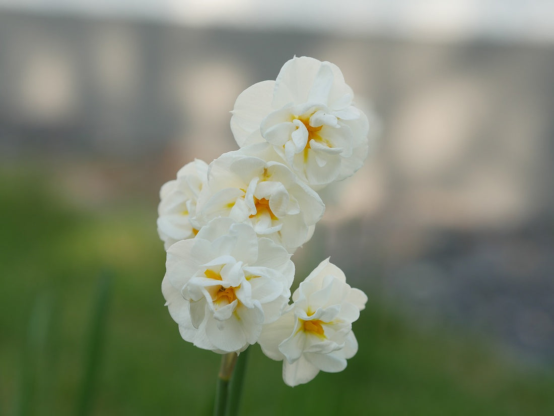 Bridal Crown Daffodil Bulbs Norfolk Flower Bulbs