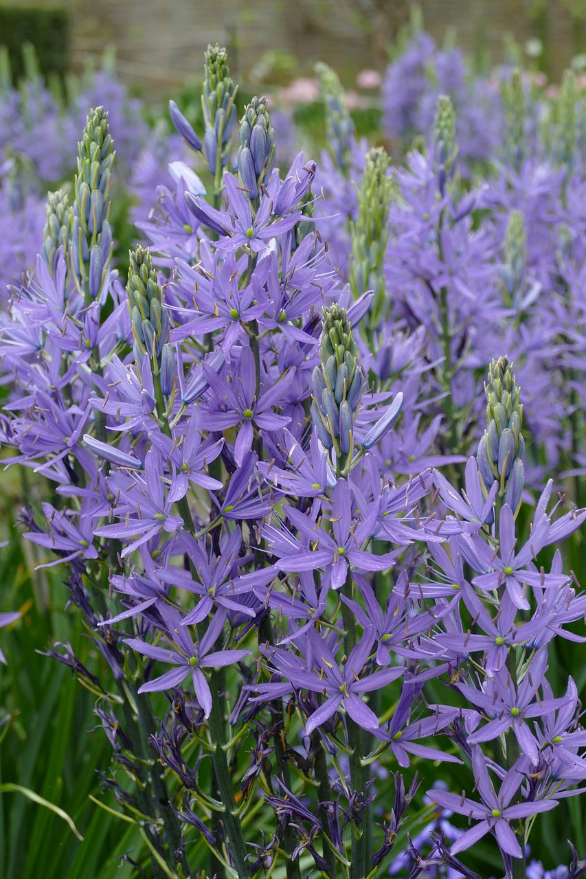 Camassia Esculenta