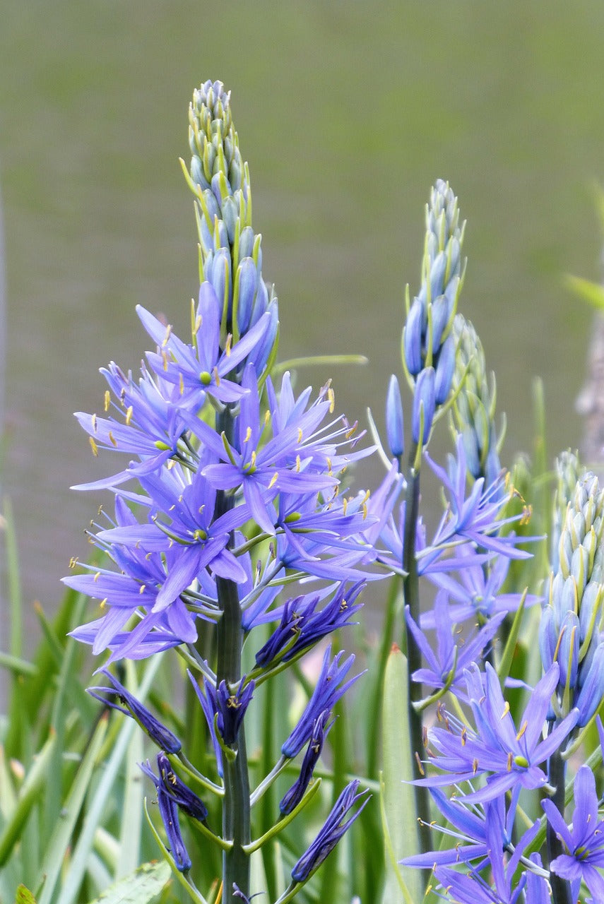 Camassia Leichtlinii Caeruleum