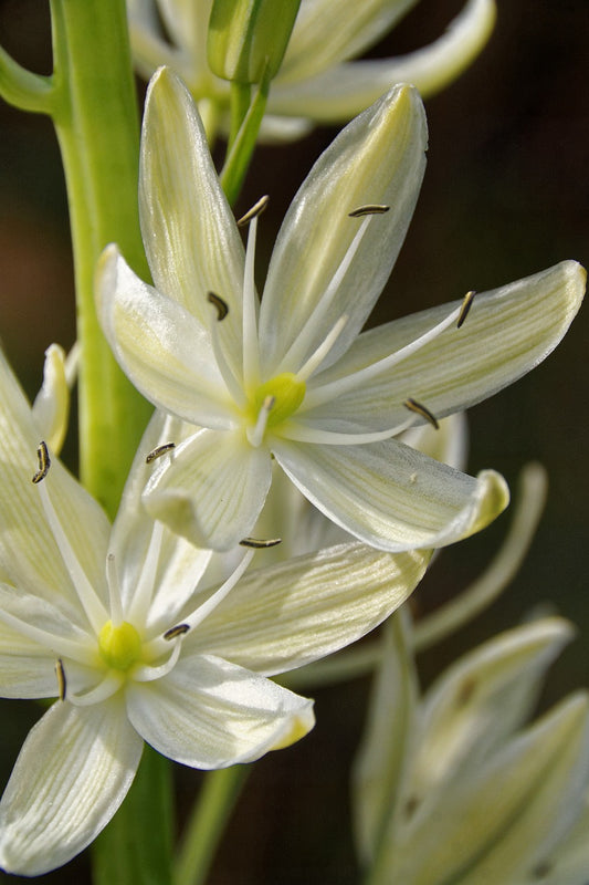 Camassia Leichtlinii Alba