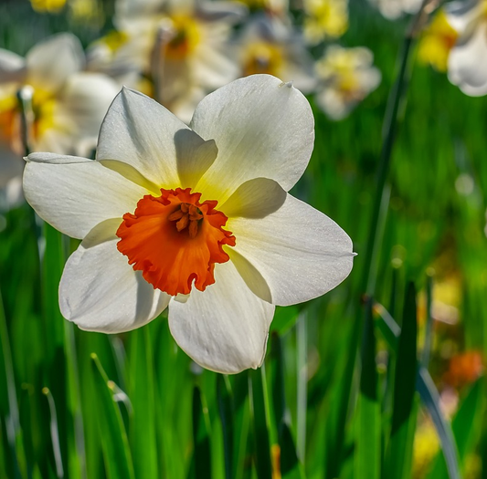 Daffodil (Miniature) Canaliculatus