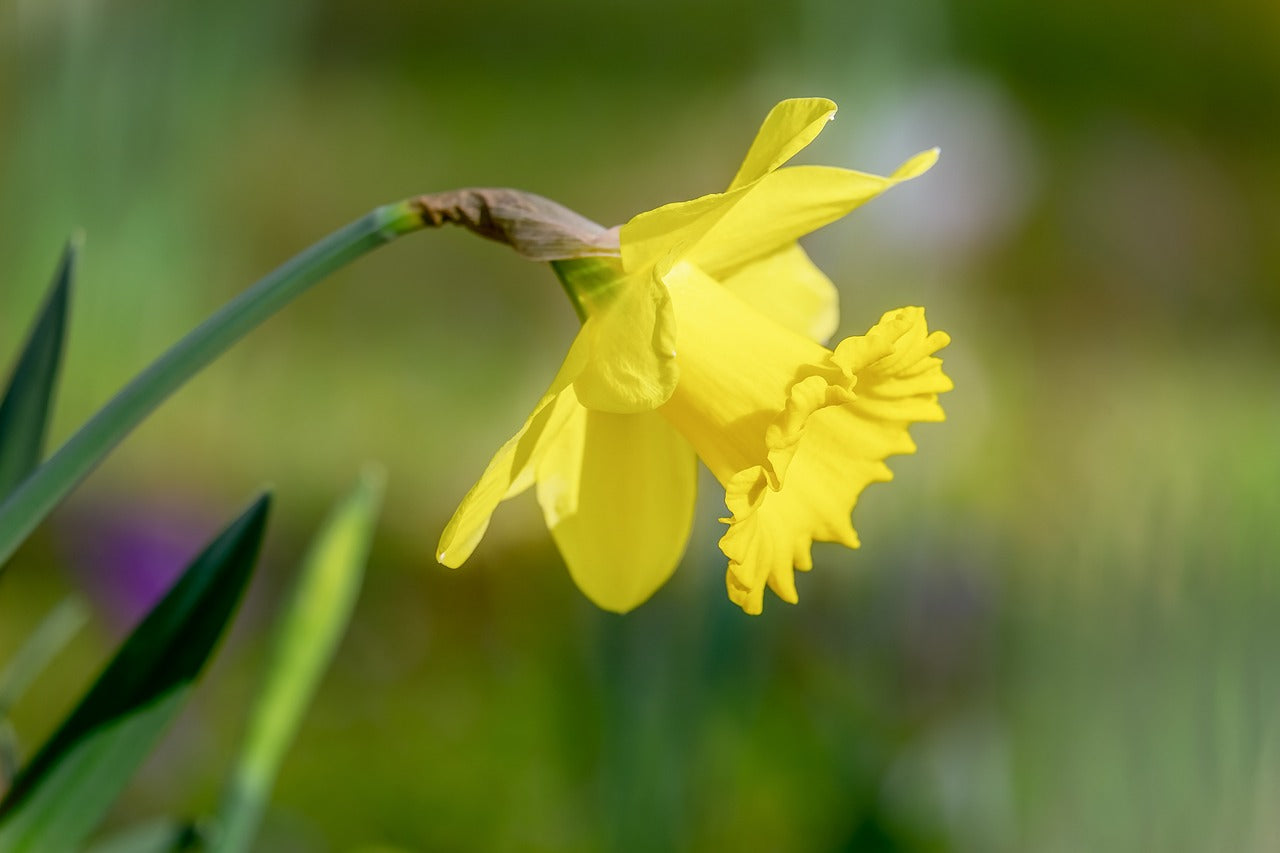 Carlton Narcissi Bulbs