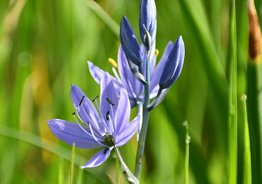 Camassia Quamash Orion