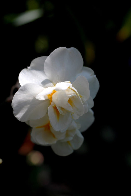 Cheerfulness Daffodil Bulbs