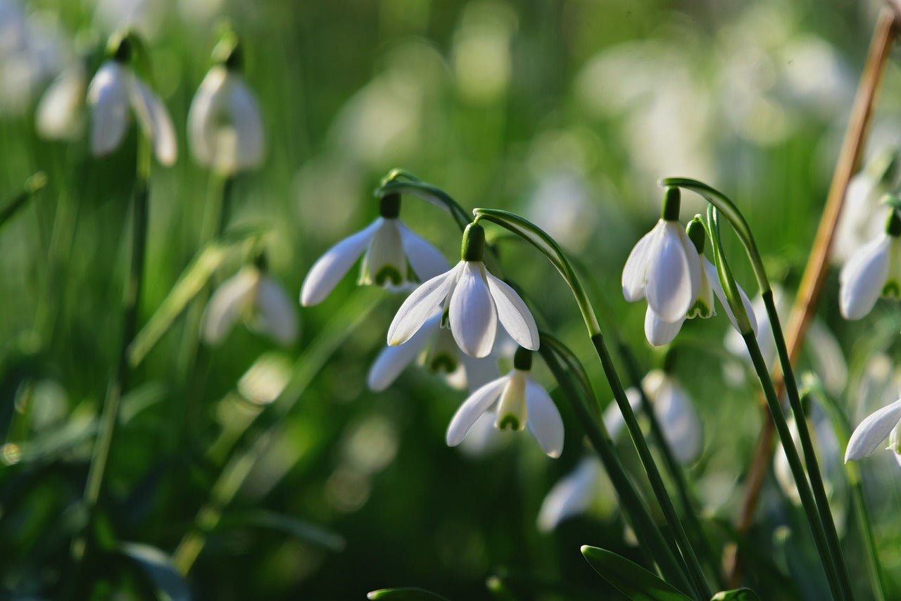 Snow Drop (Common) Galanthus Nivalis Bulbs