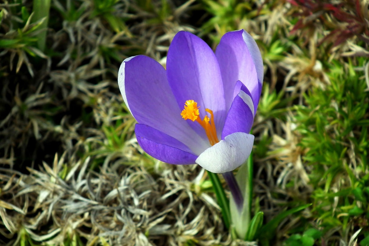 Conqueror Specie Crocus