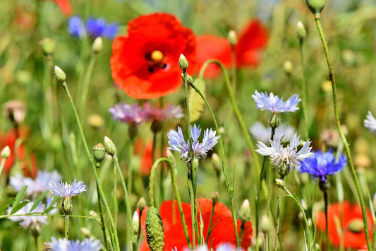 Cornfield Annual Wildflower Seed Packet