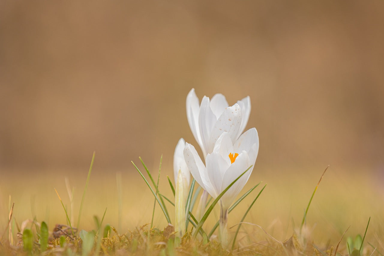 Cream Beauty Crocus Bulbs