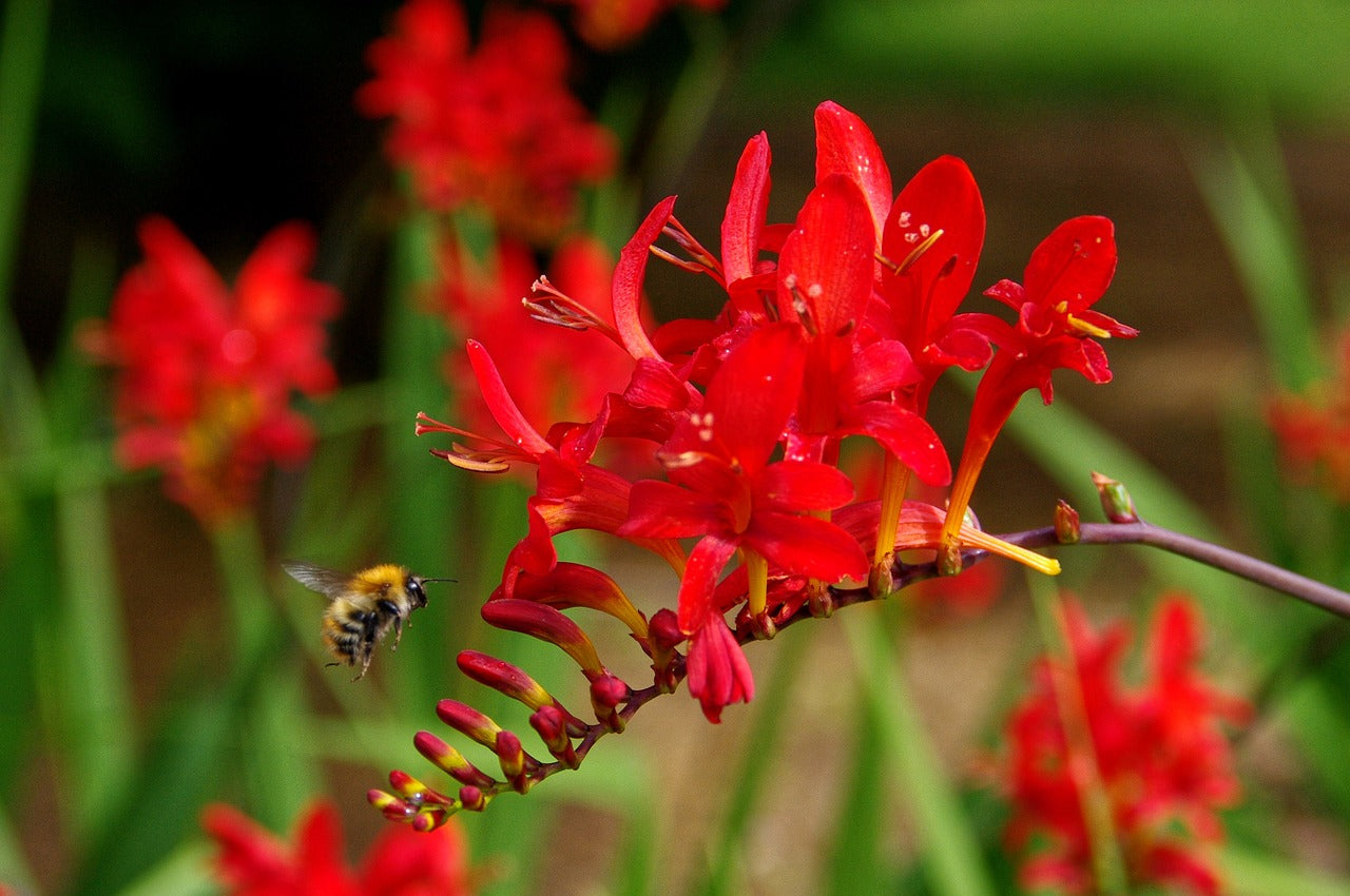 Crocosmia Emberglow Bulbs