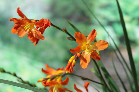 Crocosmia Emily McKenzie Bulbs