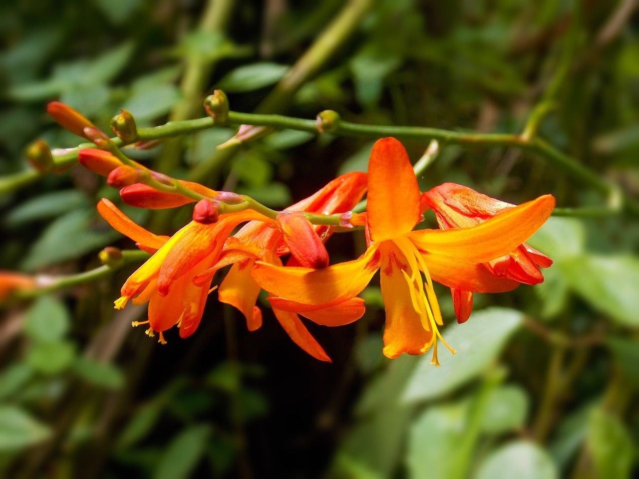 Crocosmia George Davison Bulbs