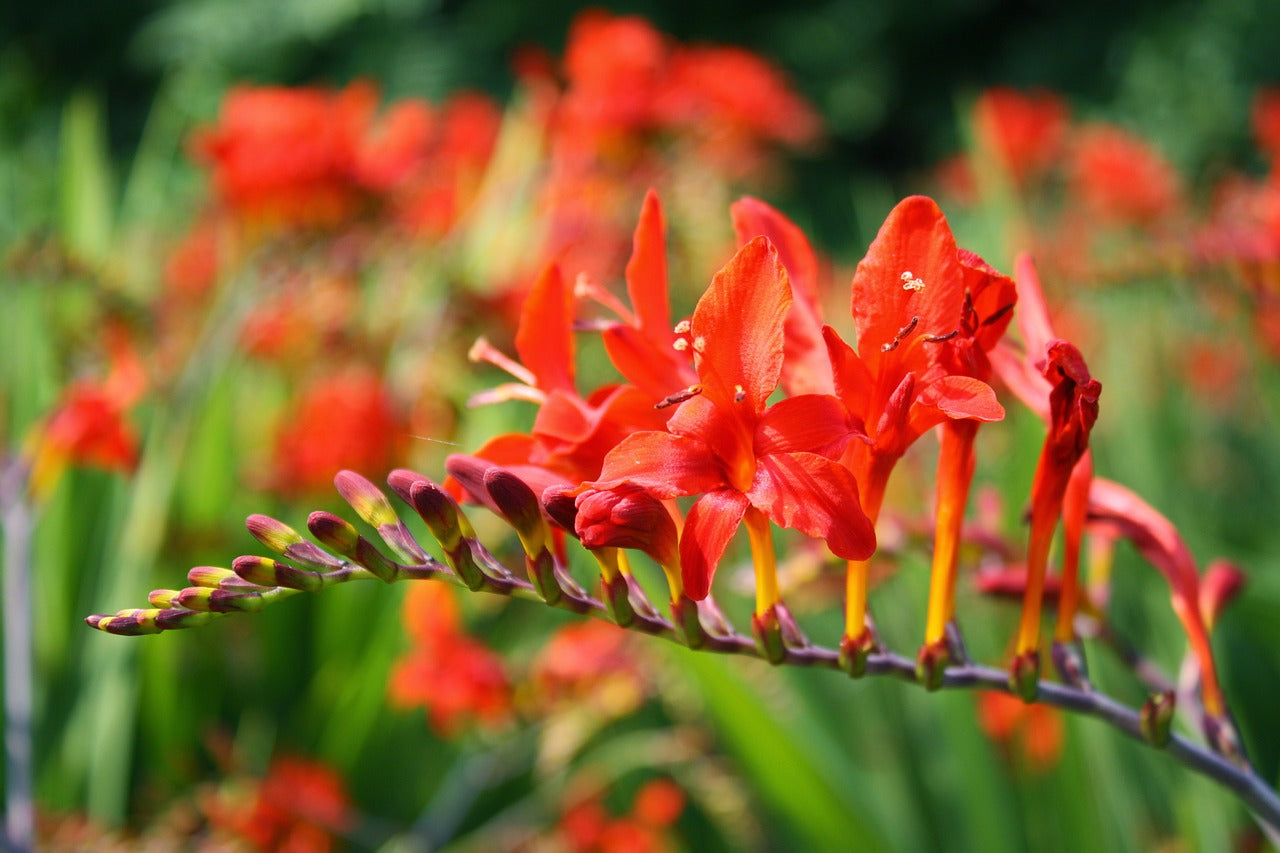 Crocosmia Lucifer Bulbs