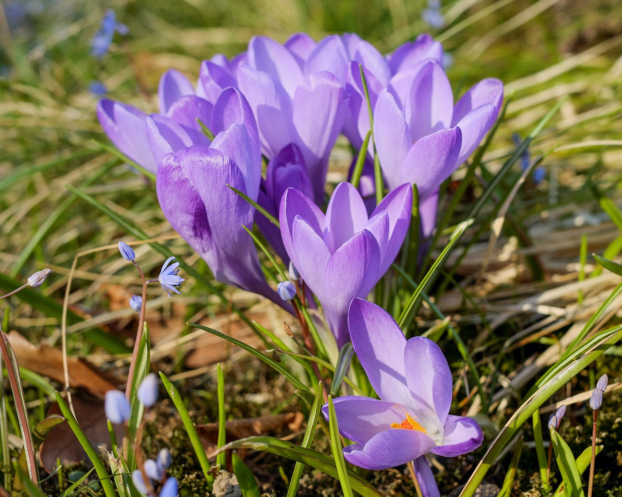 Crocus Tommasinianus Ruby Giant