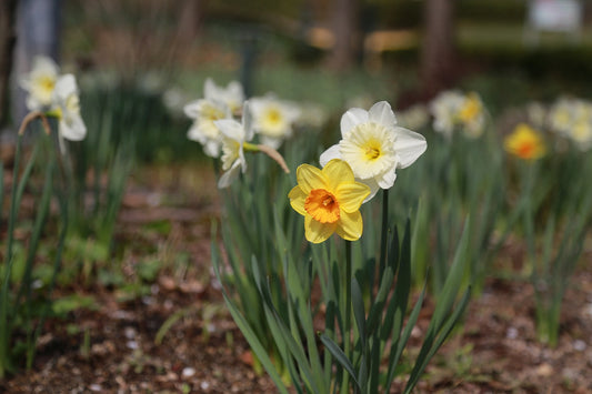 Daffodil (Miniature) Mixed