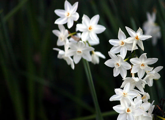 Daffodil (Miniature) Silver Chimes