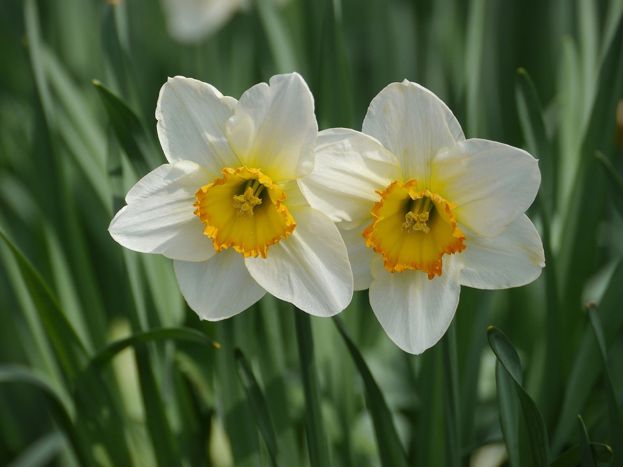 Daffodil (Miniature) Sun Disc