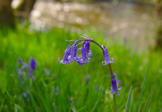 English Bluebell - Woodland Grown (Scilla non-Scripta)