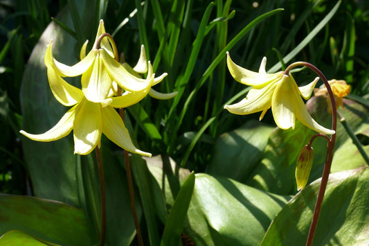 Erythronium Pagoda Flower Bulbs