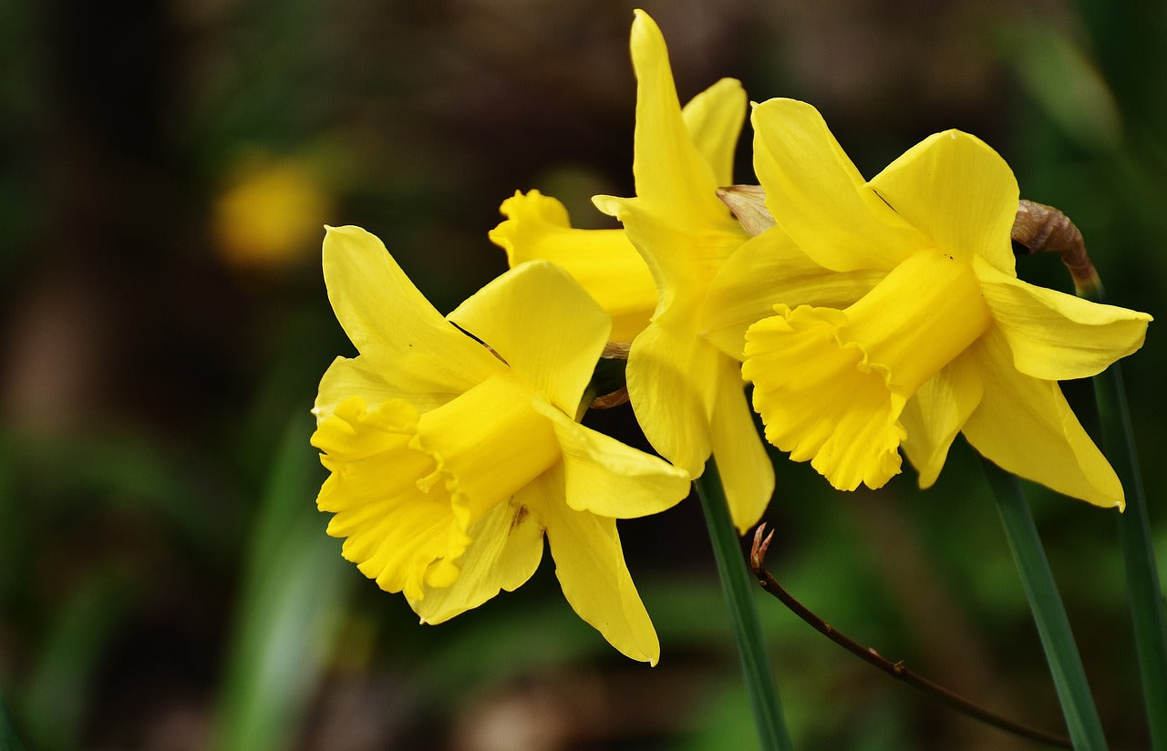 Daffodil (Miniature) February Gold