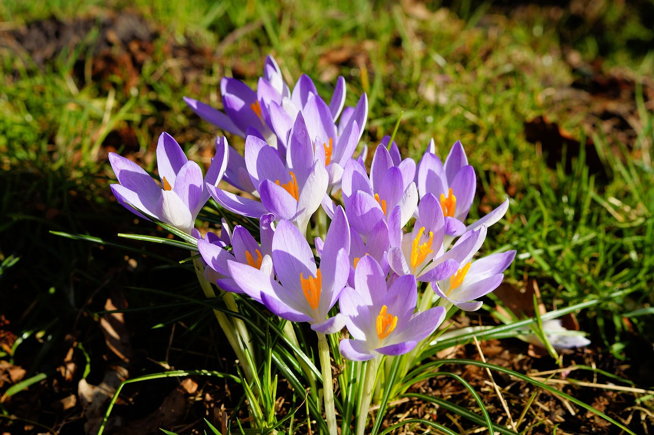 Firefly Crocus Bulbs