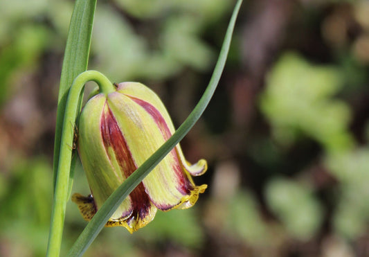 Fritillaria Uva Vulpis Bulb