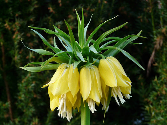 Imperialis Lutea Fritillaria Bulbs