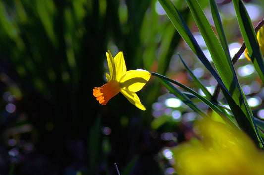 Daffodil (Miniature) Jetfire