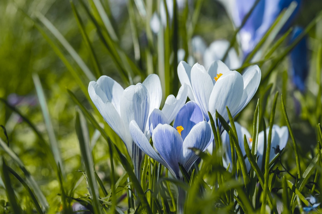 Large Flowered Blue Crocus Bulbs