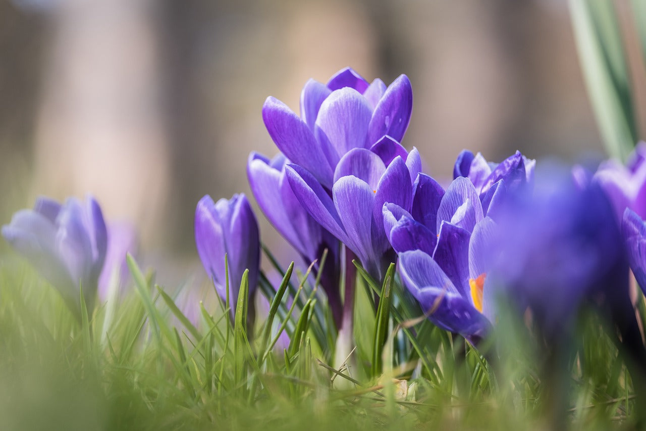 Large Flowered Purple Crocus Bulbs