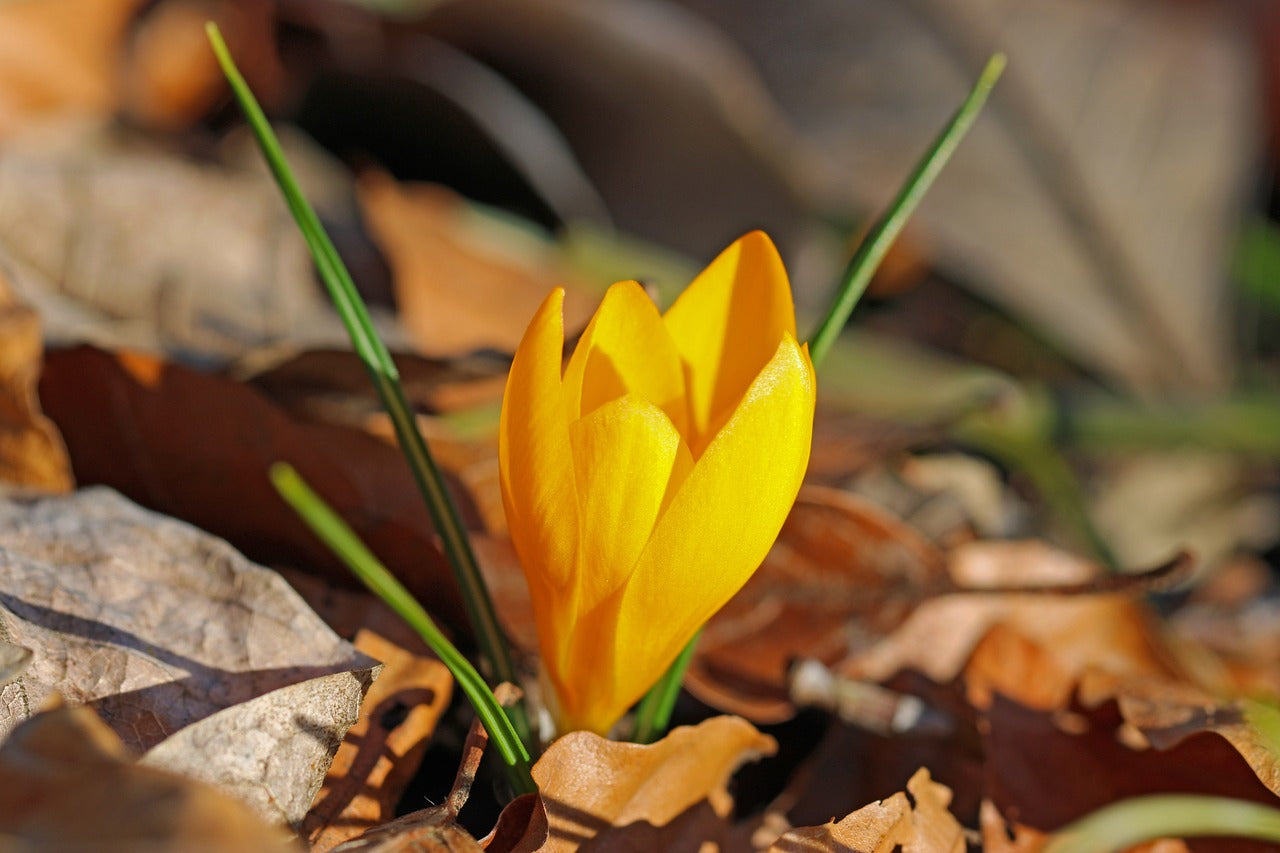 Large Flowered Yellow Crocus Bulbs