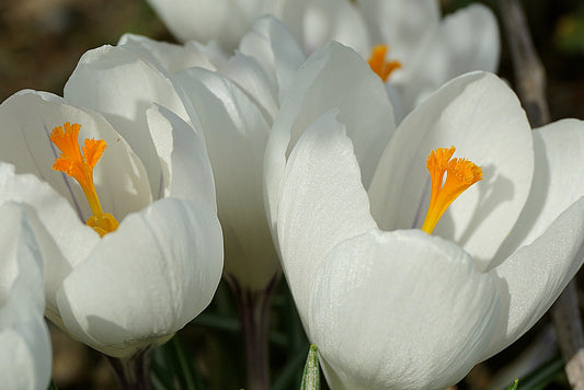 Large Flowered White Crocus Bulbs