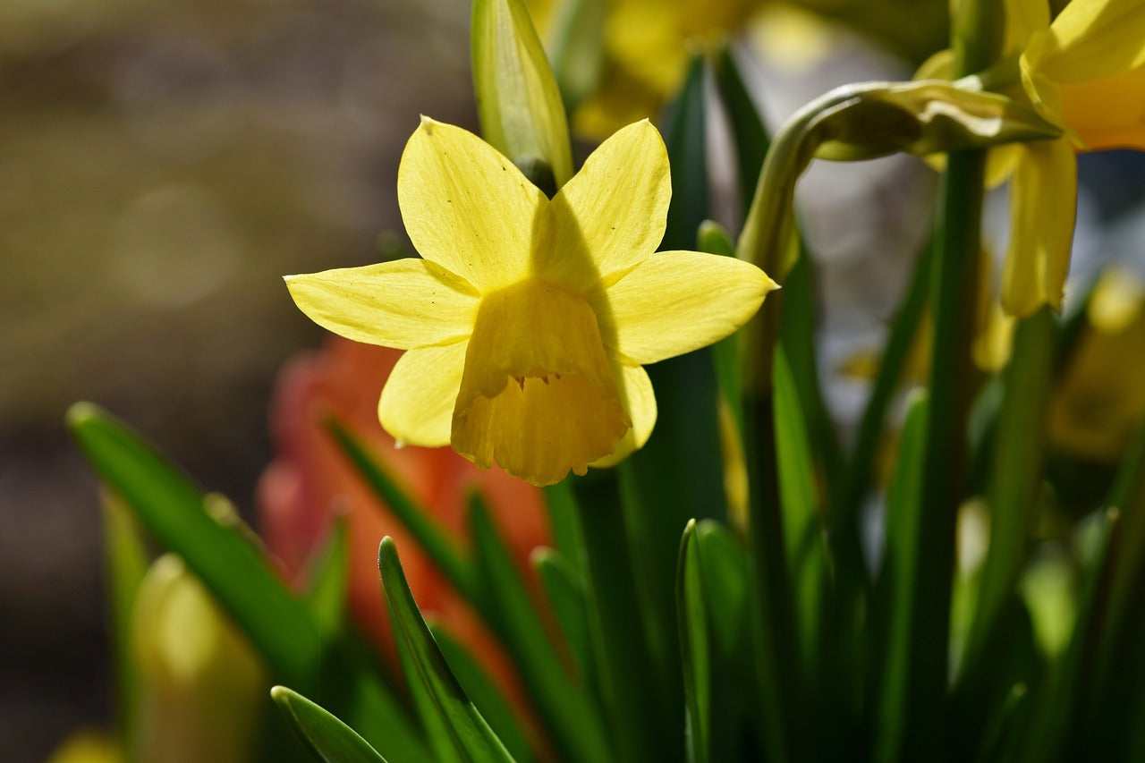 Daffodil (Miniature) Marie Curie Diamond Flower Bulbs – Norfolk Flower ...