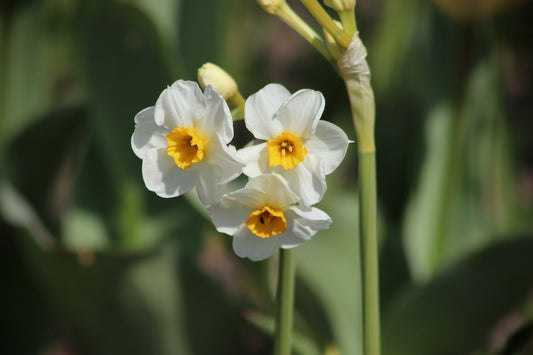 Daffodil (Miniature) Minnow