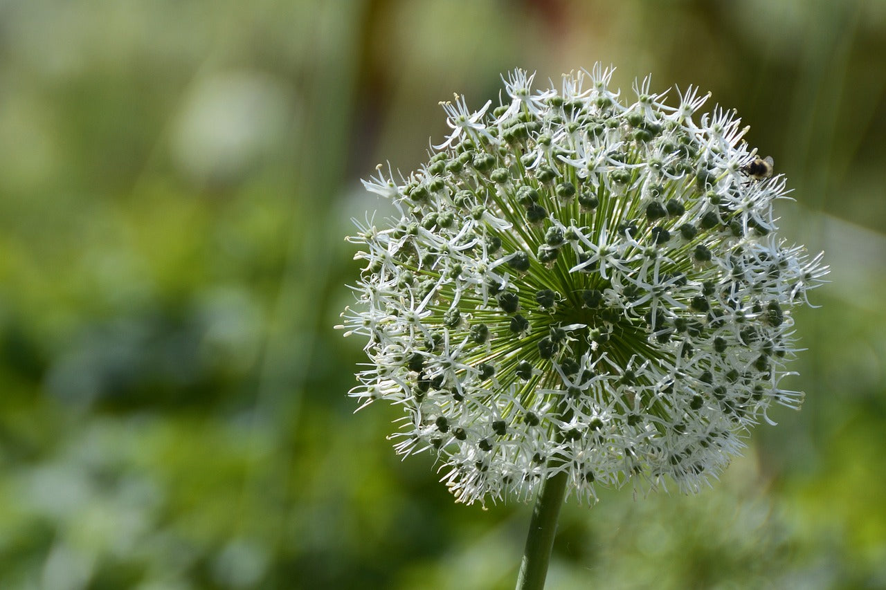 Mont Blanc Allium Bulbs