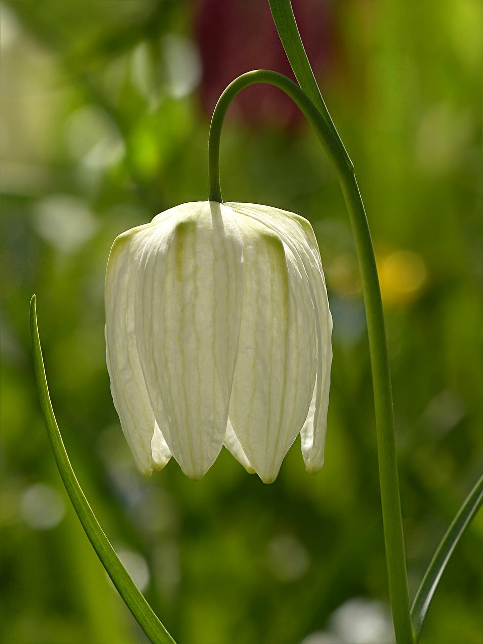 Pallidiflora Fritillaria Bulbs