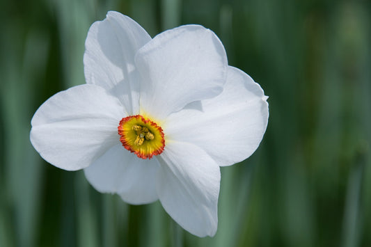 Recurvus Pheasants Eye Daffodil Bulbs