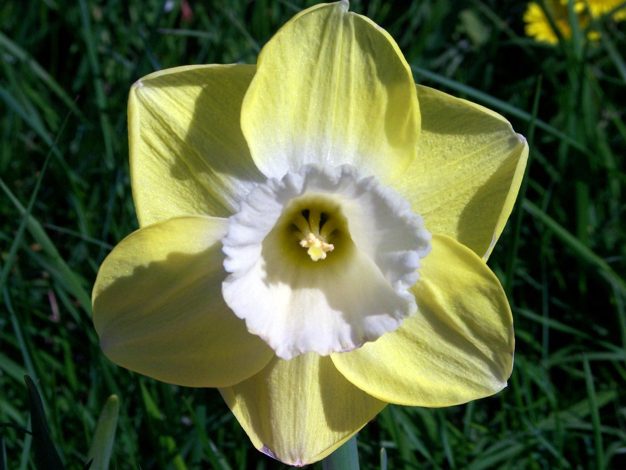 Daffodil (Miniature) Pipit