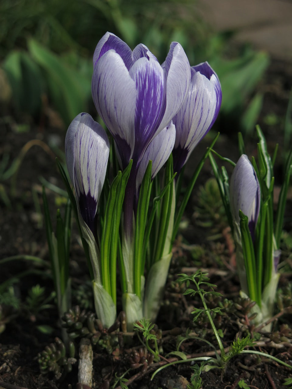 Prins Claus Specie Crocus Bulbs