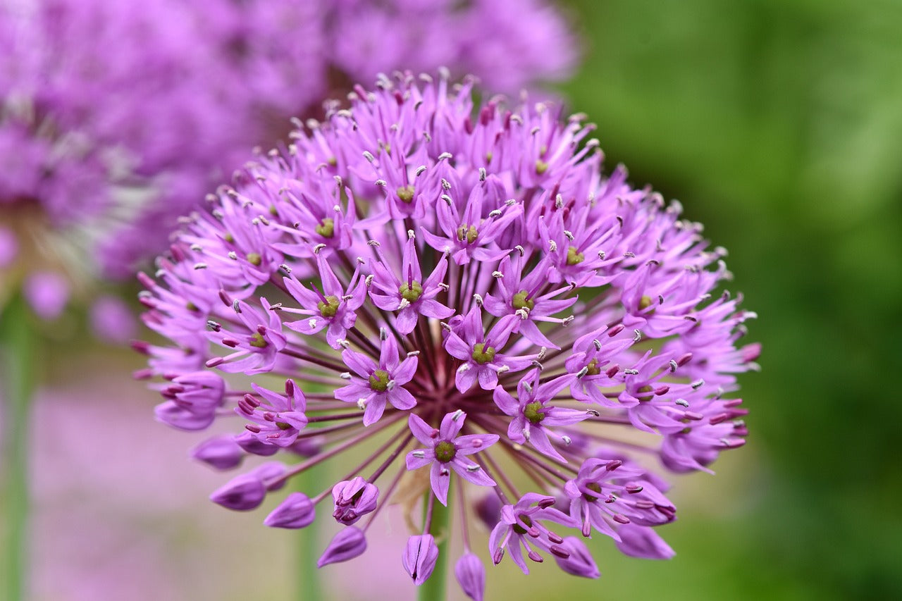 Purple Sensation Allium Bulbs