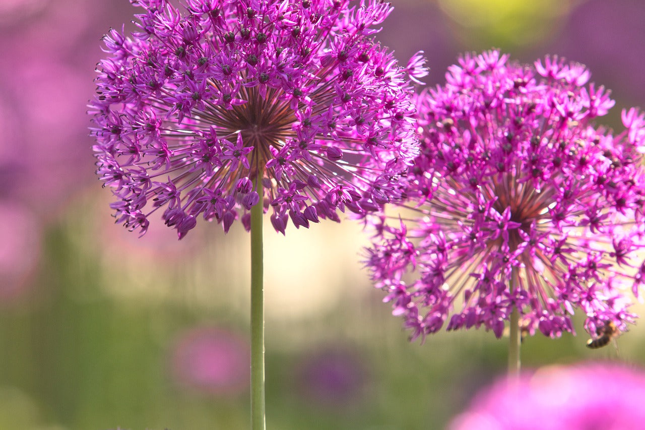 Purple Rain Allium Bulbs