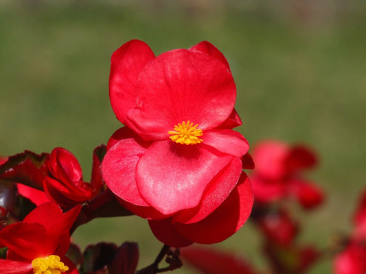 Begonia Double Red